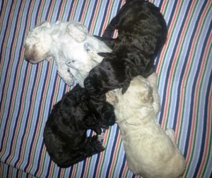 Photo of our 4 surviving pups, full bread toy poodles.  Please contact us if interested! 