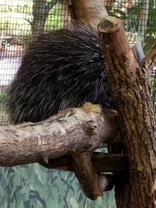 20170817_001026 (002)ZOO