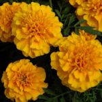 Gold Marigolds